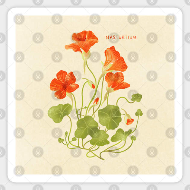 Nasturtium Sticker by Salty Siren Studios